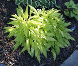 'Subcrocea' Hosta From NH Hostas