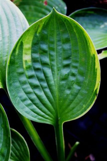 'Sugar Snap' Hosta Courtesy of Green Hill Farm