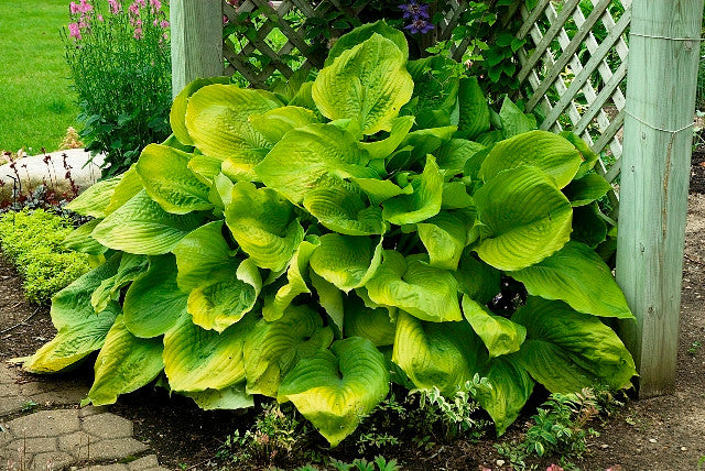'Sum and Substance' Hosta Courtesy of Walters Gardens