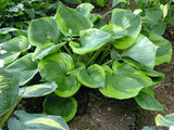 'Sum of All' Hosta Courtesy of Carol Brashear