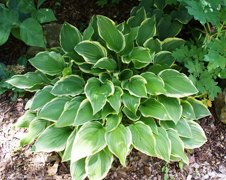 'Summer Fragrance' Hosta From NH Hostas