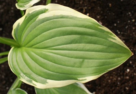 'Summer Fragrance' Hosta From NH Hostas