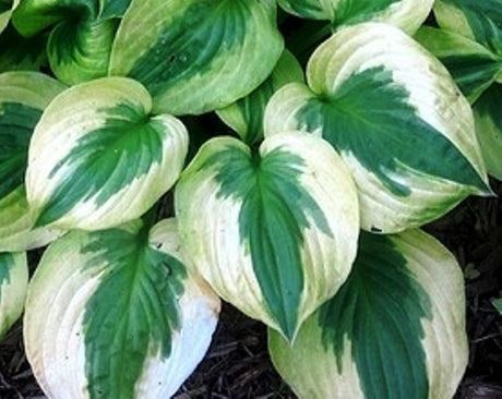 'Summer Lovin' Hosta