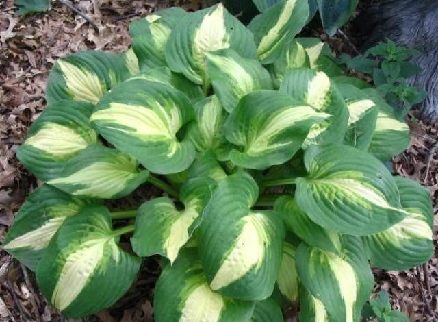 'Summer Music' Hosta 