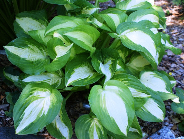 'Summer Music' Hosta 