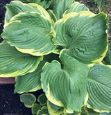 Hosta 'Summer Rainbow' Courtesy of Dave Bowe and the Hosta Library