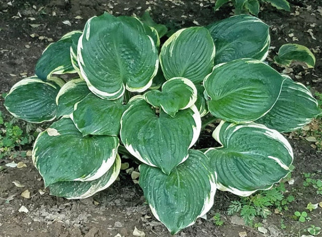 Hosta 'Summer Rainbow' Courtesy of Polly Sonowski and the Hosta Library