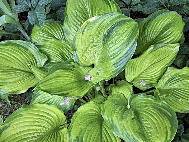 Hosta 'Sumsational' Courtesy of Melodie McLean and the Hosta Library