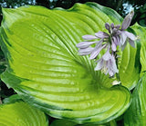 Hosta 'Sumsational' Courtesy of Melodie McLean and the Hosta Library