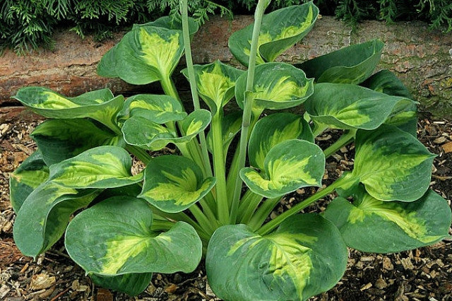 Sunset Grooves Hosta