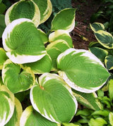 'Sunshine Glory' Hosta From NH Hostas