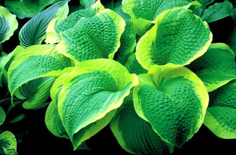 'Sunshine Glory' Hosta Courtesy of Shady Oaks Nursery