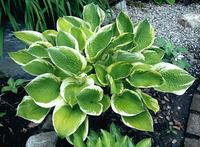 'Sunshine Glory' Hosta Courtesy of Carol Brashear