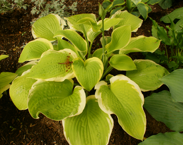 'Sunshine Glory' Hosta From NH Hostas