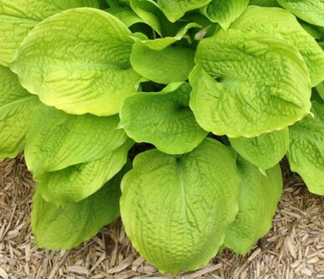 'Sutter's Mill' Hosta 