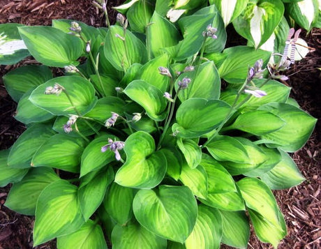 'Sweet Home Chicago' Hosta From NH Hostas