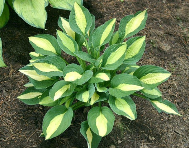 'T-Dawg' Hosta Courtesy of The Hosta Library