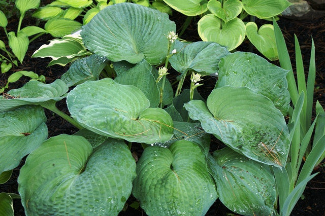 'T Rex' Hosta From NH Hostas