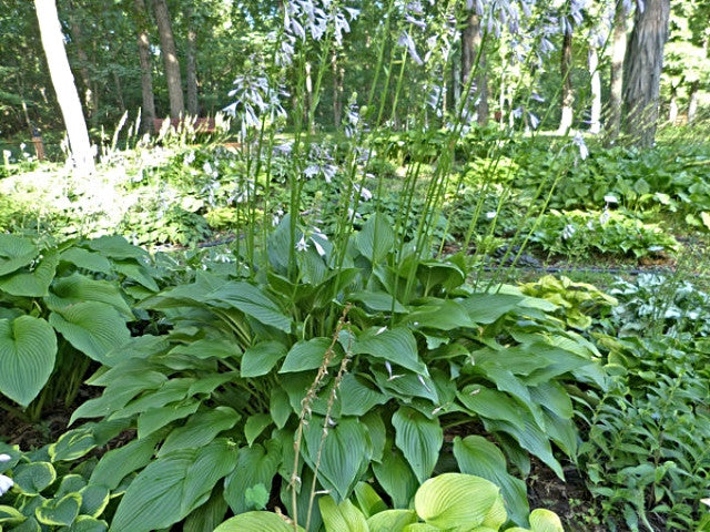 Hosta 'Tall Boy' Courtesy of the Hosta Library