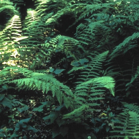Tapering Glade Fern Courtesy of Casa Flora