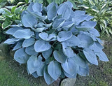 Hosta 'Tarheel Blue' Courtesy of the Hosta Library