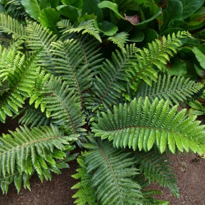 Buy Hardy Ferns For Interesting Contrasts In The Shade Garden – NH Hostas