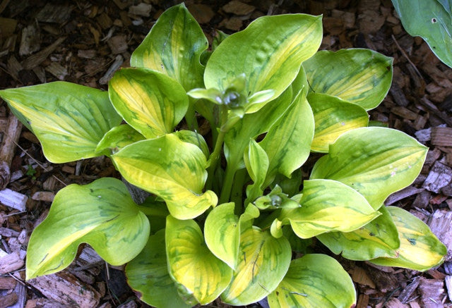 Tattoo Hosta