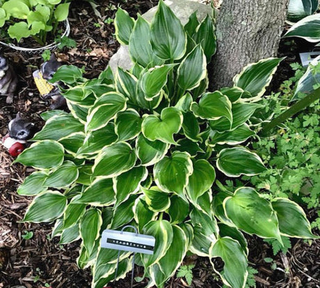 'Tea at Bettys' Hosta Courtesy of Gail Russo