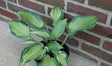 'Teacher's Pride' Hosta Courtesy of Naylor Creek