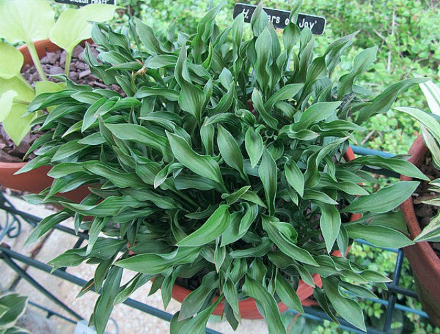 'Tears of Joy' Hosta Courtesy of Carol Brashear