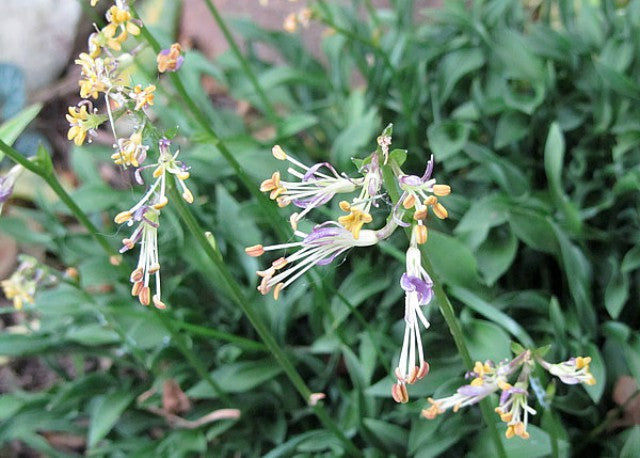 'Tears of Joy' Hosta Courtesy of Carol Brashear