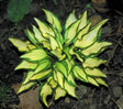 'Teeny-Weeny Bikini' Hosta Courtesy of Shady Oaks Nursery