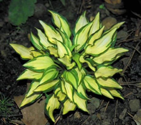 'Teeny-Weeny Bikini' Hosta Courtesy of Shady Oaks Nursery
