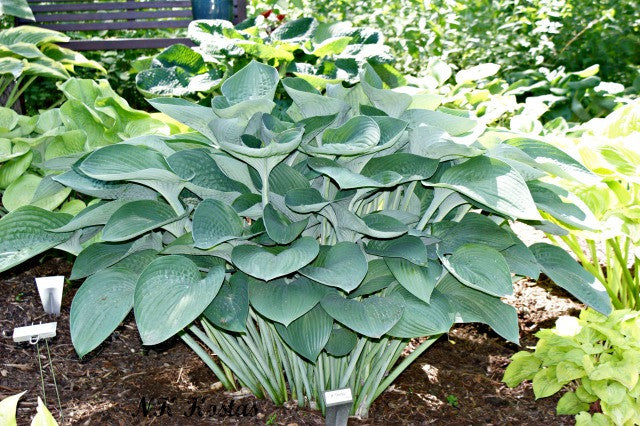 'Tenryu' Hosta From NH Hostas