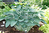 'Tenryu' Hosta From NH Hostas