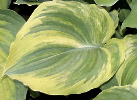 'The King' Hosta Courtesy of Q&Z Nursery