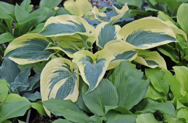 Hosta 'The Mighty Quinn' Courtesy of Greenhill Farm