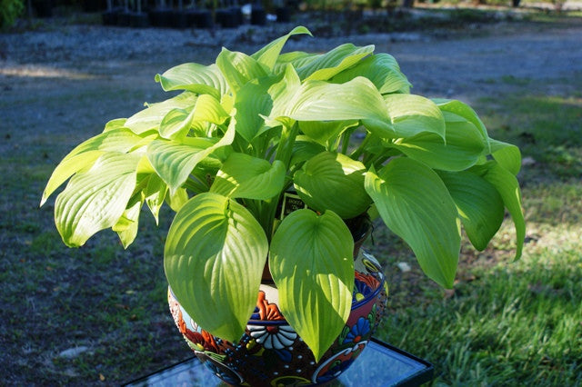 'The Shining' Hosta From NH Hostas