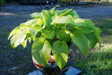 'The Shining' Hosta From NH Hostas