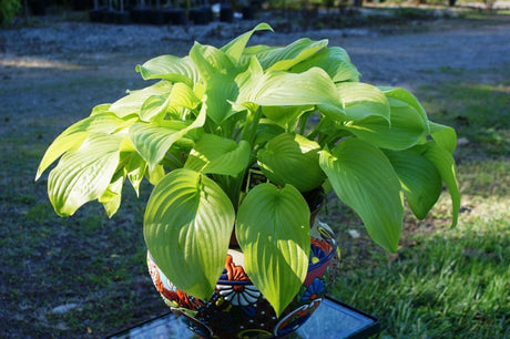 'The Shining' Hosta From NH Hostas