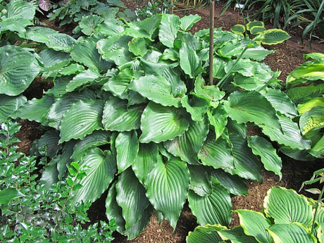 Hosta 'The Fonz' Courtesy of Carol Brashear