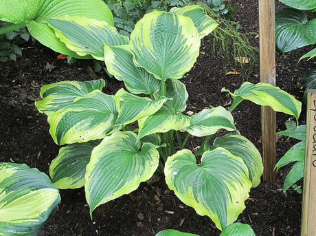 'The King' Hosta Courtesy of Carol Brashear