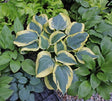 Hosta 'The Mighty Quinn' Courtesy of Greenhill Farm