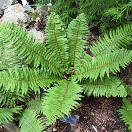 Thick Stemmed Wood Fern Courtesy of Casa Flora