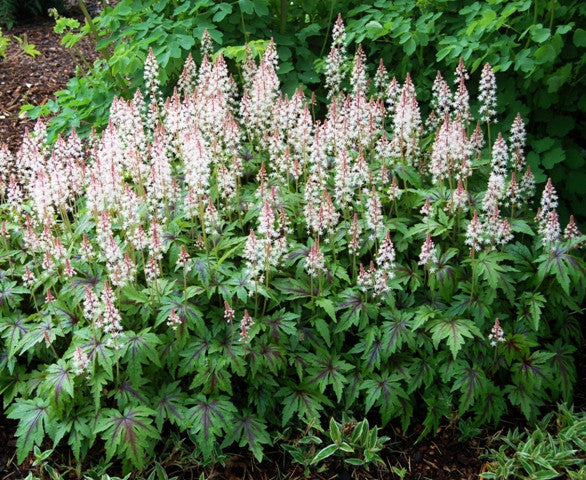 Tiarella 'Sugar and Spice' Courtesy of Walters Gardens