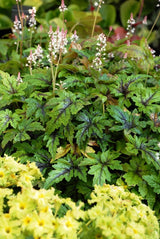 Tiarella 'Sugar and Spice' Courtesy of Walters Gardens