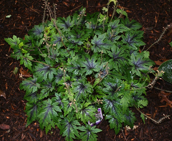 Tiarella 'Sugar and Spice' Courtesy of Walters Gardens