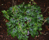 Tiarella 'Sugar and Spice' Courtesy of Walters Gardens