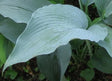 'Tidewater' Hosta Courtesy of Q&Z Nursery