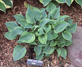 Hosta 'Timothy' Courtesy of the Hosta Library